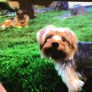 Meet your Posher, Samantha